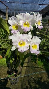 Rhyncholaeliocattleya Lovely Bangkok