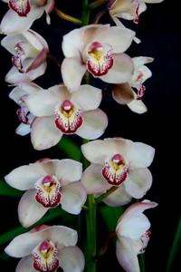 Cymbidium Radiant Pearl