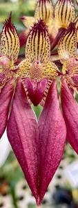 Bulbophyllum A-doribil Candy