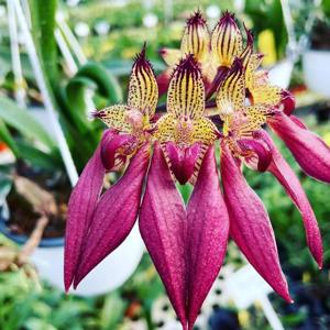 Bulbophyllum A-doribil Candy