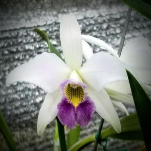 Laeliocattleya Kahili Kea