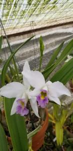 Laeliocattleya Kahili Kea