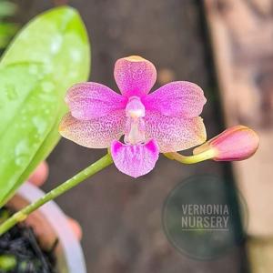 Phalaenopsis Suka Hati