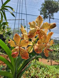 Vanda Ubuntu