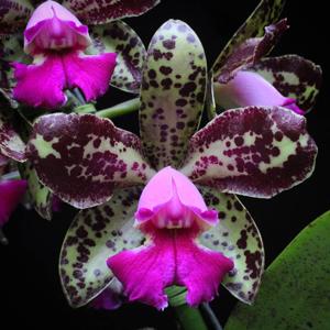 Cattleya Hawaiian Variable