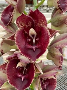 Catasetum Fong Cing