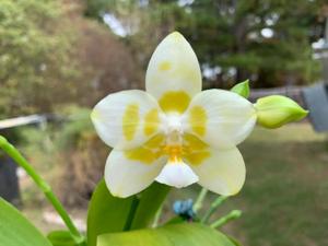 Phalaenopsis Yaphon Gelacea