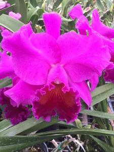 Cattleya Bonanza (Bracey)