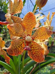 Vanda Ubuntu