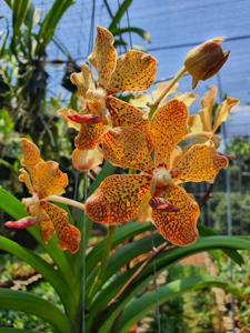 Vanda Ubuntu