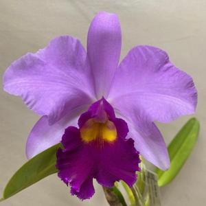 Cattleya Samba Storm