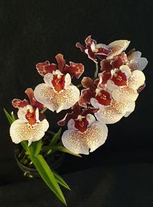 Tolumnia Swan's Smiles