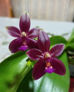 Phalaenopsis Gene's Valentinii