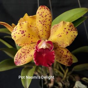 Rhyncholaeliocattleya Naomi's Delight