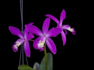 Cattleya Fenland Springtime