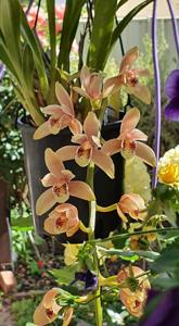 Cymbidium Phar Lap