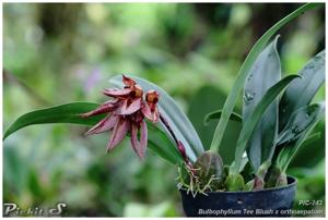 Bulbophyllum Tee Blush