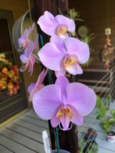 Phalaenopsis Grand Condé