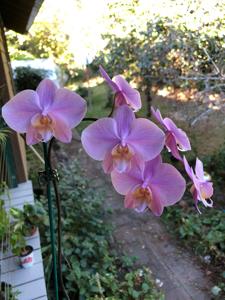 Phalaenopsis Grand Condé