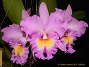 Rhyncholaeliocattleya Mahina Yahiro