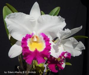 Rhyncholaeliocattleya Blanche Aisaka