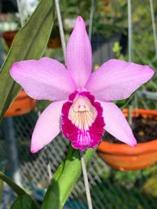 Cattleya Sallieri