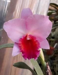 Cattleya Final Touch