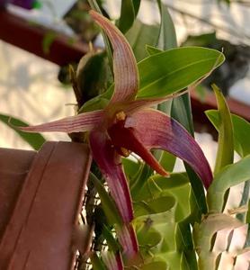 Bulbophyllum Meen Pacifico