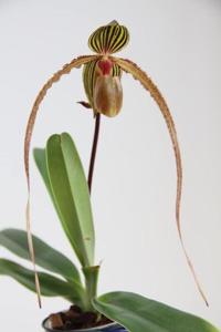 Paphiopedilum Crowning Glory