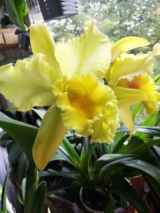 Rhyncholaeliocattleya Suzuki's Golden Stripes