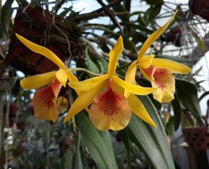 Brassocatanthe Theresa Ann