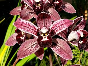 Cymbidium Dotz