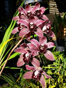 Cymbidium Dotz