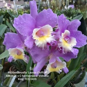 Rhyncholaeliocattleya Elle Mori