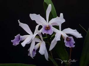 Cattleya eximioides