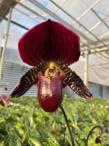 Paphiopedilum Grand Sangiovese