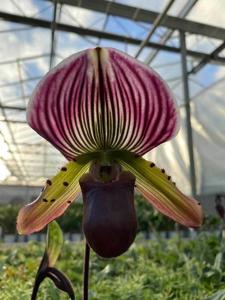 Paphiopedilum Doya Youbeautiful