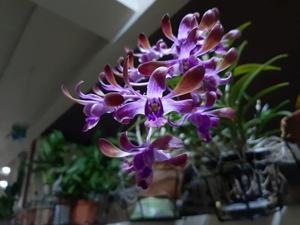 Dendrobium Genting Fragrance