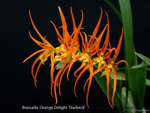 Brassia Orange Delight