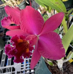 Rhyncholaeliocattleya Walnita Char