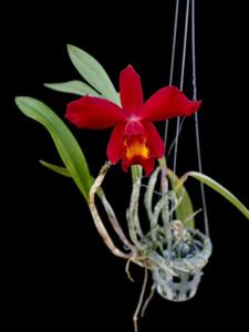 Cattleya Falcon