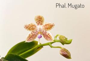 Phalaenopsis Mugato