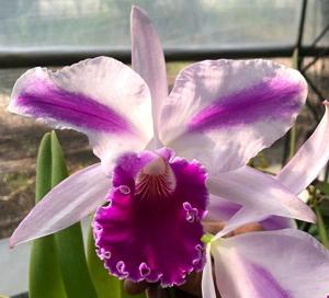 Cattleya Excelsior