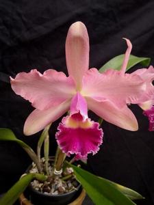 Rhyncholaeliocattleya tenebrosa-Nobile's Tropical Sunset