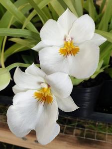 <i>Miltoniopsis</i> Golden Snows