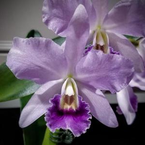 Cattlianthe Mariner