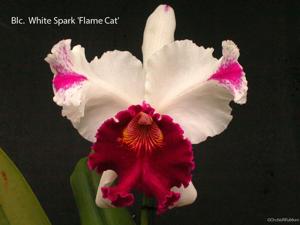 Cattleya White Spark