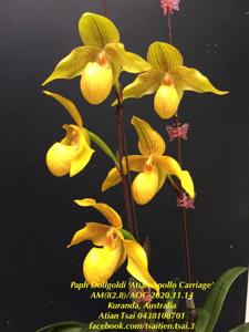 Paphiopedilum Dollgoldi