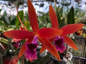 Cattleya Zip