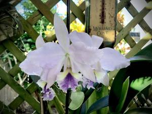 Cattlianthe Big Ben